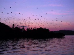 Magisnya Senja di Pulau Kelelawar, Sulawesi Tengah