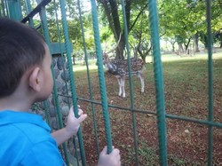 Main Bareng Rusa di Tengah Padatnya Jakarta, Bisa Dong!