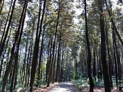 Manfaatkan Libur Sekolah Dengan Berwisata ke Gunung Pancar di Bogor