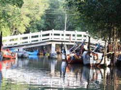 Mangrove Morodemak, Surga Tersembunyi di Pesisir Pantai Demak