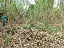 Manisan Tebu, Buah Tangan yang Manis Dari Aceh