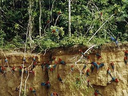 Manu Peru, Hutan Hujan Tropis Kaya Fauna Eksotis