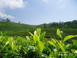 Masjid Agung & 2 Destinasi Untuk Liburan Maulid Nabi di Garut