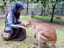 Mau Bermain di Taman Safari Terluas Se-Asia, Jawa Timur Tempatnya