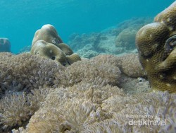 Mau Lihat Pasir Putih dan Karang di Jakarta, ke Tidung Saja