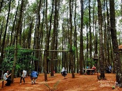 Mau Wisata Romantis, Ajak Pasangan Kamu ke Hutan Pinus di Bantul