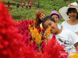 Mau yang Sejuk dan Penuh Bunga, Taman Berkabut Ini Pilihannya