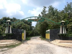 Melihat Aksi Gajah Menggemaskan di Way Kambas, Lampung