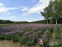 Melihat Cantiknya Hamparan Bunga di Hokkaido