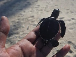 Melihat dari Dekat Konservasi Penyu di Pulau Pahat, Anambas