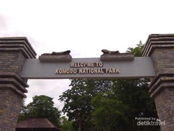 Melihat Komodo dari Dekat, Rasanya...