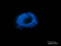 Melihat Kunang-Kunang Laut di Jepang