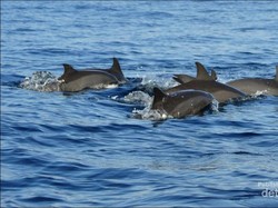 Melihat Lumba-Lumba di Teluk Kiluan