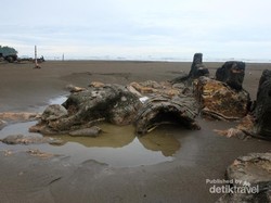 Melihat Malin Kundang Lebih Dekat
