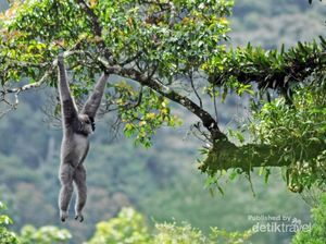 Melihat Primata yang Terancam Punah di Gunung Gede