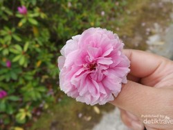 Melihat Sakura yang Mekar Belakangan