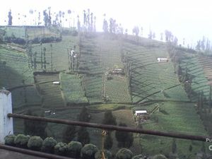 Melihat Teduhnya Bromo di Pagi Hari