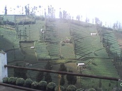 Melihat Teduhnya Bromo di Pagi Hari