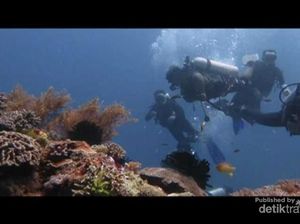 Membangunkan Hiu Tidur di Pulau Komodo