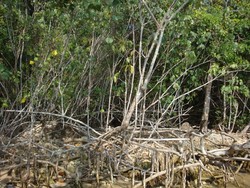 Membelah Jawa dalam Hitungan Menit Hanya dengan Jalan Kaki