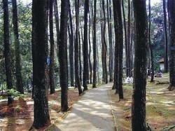 Menapak Langkah di Taman Hutan Juanda, Bandung