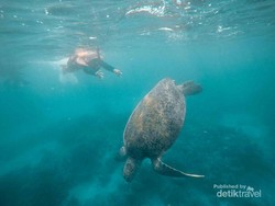 Menari Bersama Penyu di Derawan