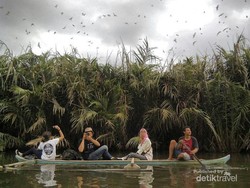 Menelusuri Habitat Rumah Bangau di Padang