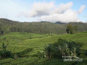 Menelusuri Jalan Panjang Secangkir Kopi Malabar