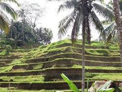 Menenangkan Pikiran di Bali, Ubud Tempatnya