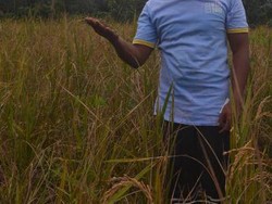 Menengok Ladang Beras Merah di Bangka