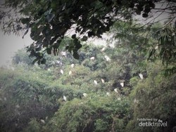 Menengok Surga Terakhir Kawanan Burung Blekok di Bandung