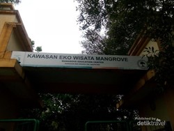 Mengenal Lebih Dekat Wisata Hutan Mangrove Jakarta