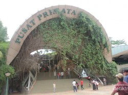 Mengenal Primata Lebih Dekat di Schmutzer Ragunan