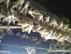 Mengenal Suku Salakirat, Harta Budaya Indonesia di Mentawai