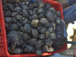 Mengenang Festival Kalandue yang Khas dari Kendari