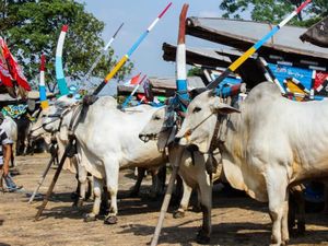 Mengenang Serunya Festival Gerobak Sapi di Prambanan