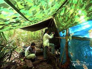 Mengintip Atraksi Tarian The Birds of Paradise di Raja Ampat