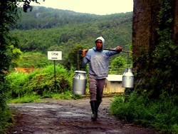 Mengintip Kehidupan Peternak Susu di Gunung Putri, Lembang