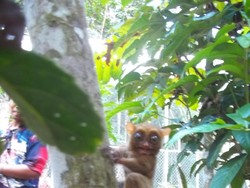 Mengintip Lucunya Primata Terkecil di Dunia di Belitung