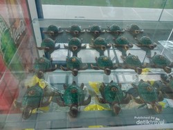Mengintip Penangkaran Penyu di Bangka
