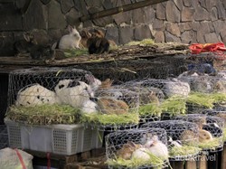 Mengisi Waktu Puasa di Kebun Raya Bogor