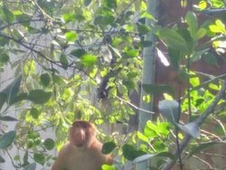 Mengunjungi Maskot Dufan di Tarakan