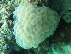 Mengunjungi Si Imut Nemo dan Ikan Macan di Kepulauan Kangean