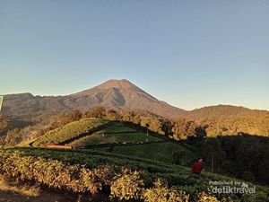 Menikmati Keindahan dan Kesejukan Kebun Teh Kaligua Brebes