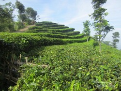 Menikmati Ketinggian di Kebun Teh Nglinggo, Kulon Progo