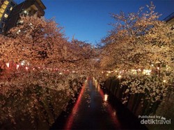 Menikmati Sakura di Tempat-tempat yang Tak Biasa