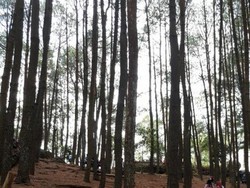 Menikmati Segarnya Hutan Pinus Cantik di Bantul