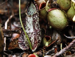 Menjelajahi Markas Kantung Semar di Batam