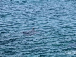 Menjelajahi Pulau Komodo, Seru Banget!