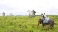 Menjelajahi Way Kambas dengan Safari Gajah